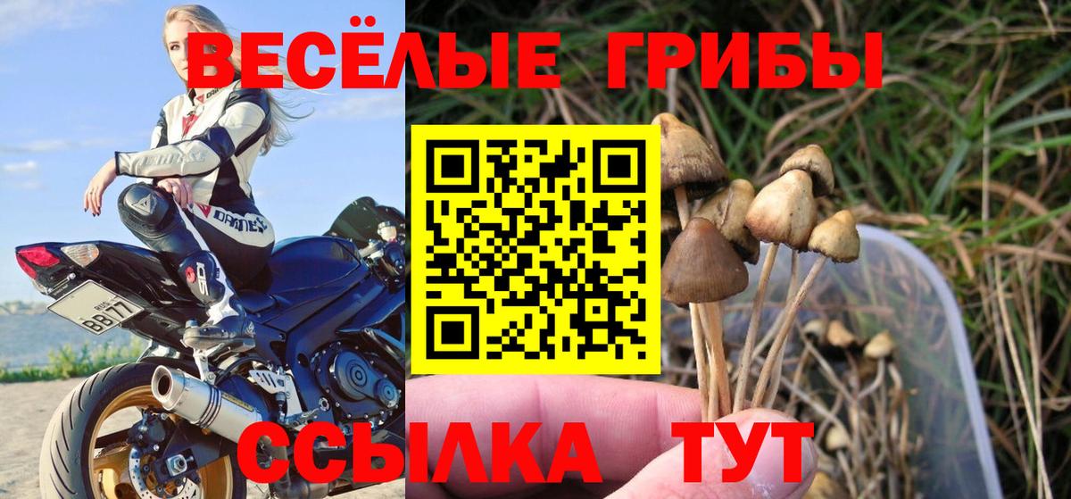 Галлюциногенные грибы Psilocybine cubensis  Вход с VPN  Галлюциногенные грибы прущие грибы  Ржев 